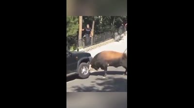 Le taureau est un  animal trés puissant