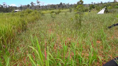 Agro floresta 20240208