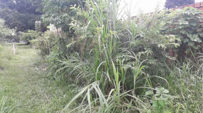 Agrofloresta 20240322 - Plantio Tithonia