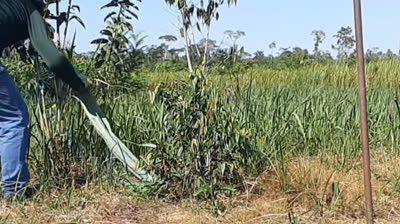 Agrofloresta 20240602