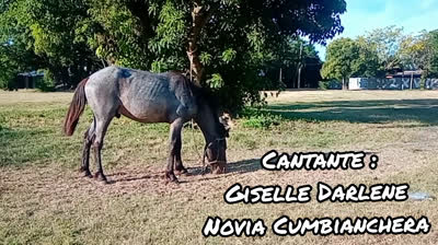 Novia Cumbianchera Baila conmigo canta Giselle Romina Castillo Vargas